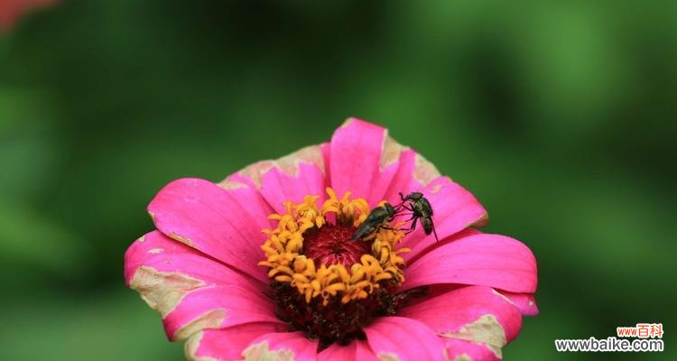 绽放生命之美 千日红花语之美——寓意与象征