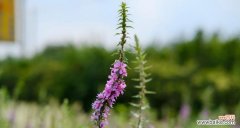 探寻千屈菜的花语之美 千屈菜的花语与意义