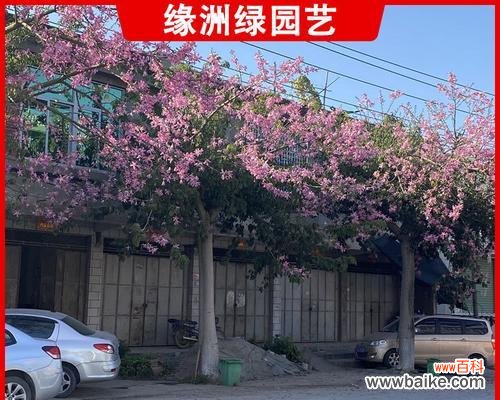 一种独特的树形结构及其应用领域 探索全冠树的奇妙之处