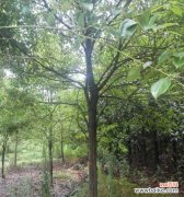 揭秘全冠香樟的美丽与实用性 全冠香樟的意义与特点