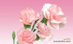 追寻春天的脚步 盛放于东方的美樱——日本早樱的花语与寓意