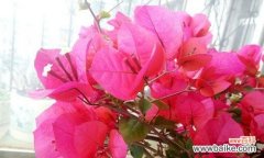 传承千年的花之谜-三角梅的文化传统 三角梅的花语和传说