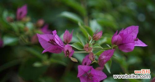 探寻三角梅花语的深意 三角梅——花开绽放的希望