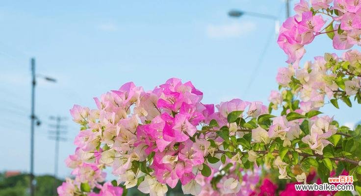 传递情感的花朵 三角梅的花语——爱的守护