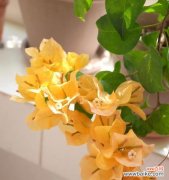 探寻三角梅的特点和象征意义 三角梅