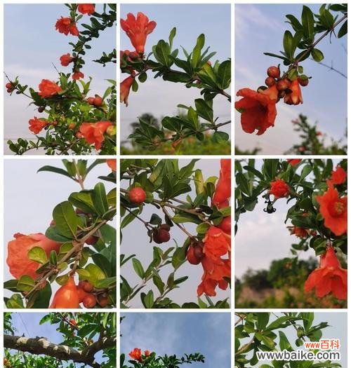 中老年人喜爱的花语有哪些？它们代表了什么？