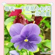 一三色堇的花语是什么？它有哪些特别的含义？