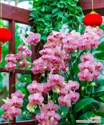 小蝴蝶兰的花语是什么？它象征着怎样的情感？