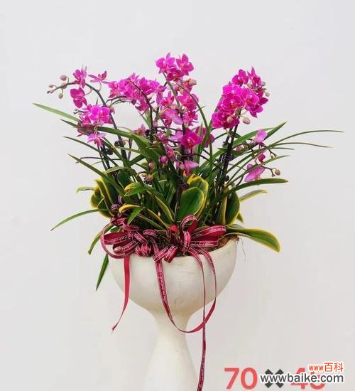 花蝴蝶兰的花语是什么?它在花语中代表什么?