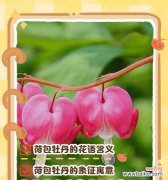 百结花的花语是什么？它有哪些独特的含义？