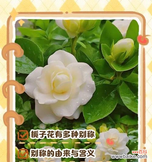 百结花的花语是什么？它有哪些独特的含义？