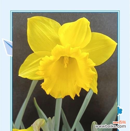 旱水仙花的花语是什么？它在花语中扮演什么角色？