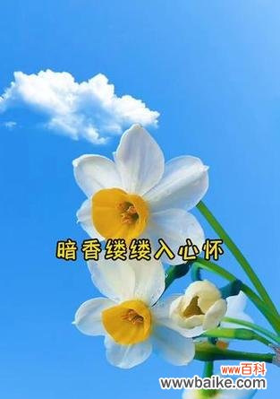 旱水仙花的花语是什么？它在花语中扮演什么角色？