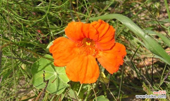 旱水仙花的花语是什么？它在花语中扮演什么角色？