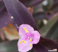 紫罗兰的花语是什么？它有哪些特别的含义？