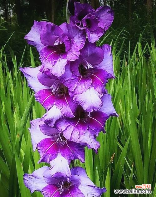 菖蒲剑兰的花语是什么?它有哪些独特的含义?