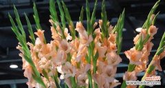 菖蒲剑兰的花语是什么？它有哪些独特的含义？