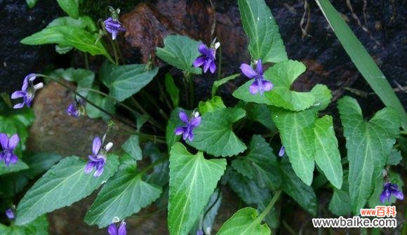 七彩堇的花语是什么?它在花语中代表什么?