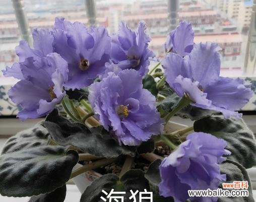 七彩堇的花语是什么?它在花语中代表什么?