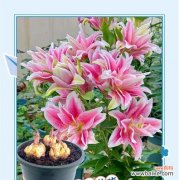 百合重瓣花语是什么？如何表达爱意？