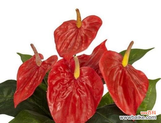 一掌红花语有何深意?适合哪种场合?