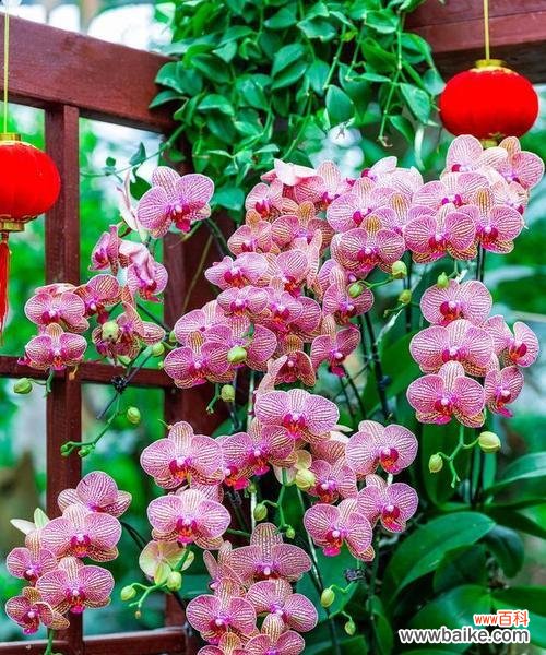 一掌红花语有何深意?适合哪种场合?