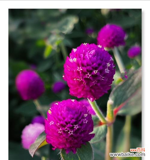 千年红象征着什么？它的花语有哪些？