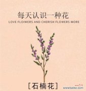 千年红象征着什么？它的花语有哪些？