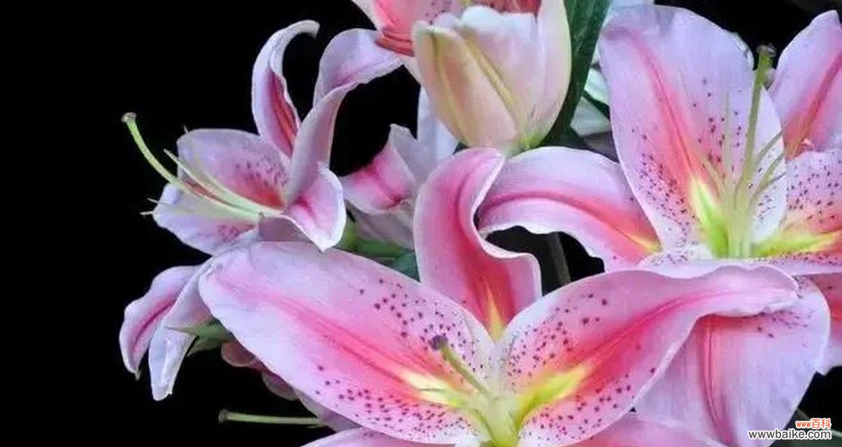 百合花语情侣版是什么？如何用百合表达爱？