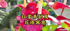 一棵红掌的花语是什么？如何传递情感？