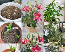 童年百合花语代表什么？它有什么特别含义？