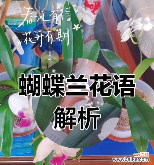 蝴蝶兰花语意指的是什么？如何用蝴蝶兰表达情感？