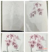 蝴蝶兰花语意指的是什么？如何用蝴蝶兰表达情感？