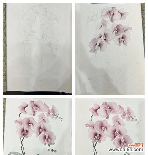 蝴蝶兰花语意指的是什么？如何用蝴蝶兰表达情感？