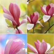 紫玉兰花语录有哪些？它们各自代表什么？