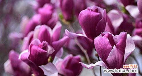 紫玉兰花语录有哪些？它们各自代表什么？