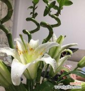 探索香水百合的开花频率与花语之谜 香水百合