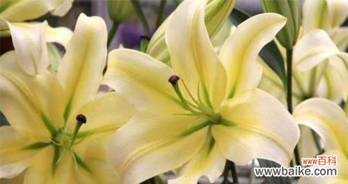 探索香水百合的开花频率与花语之谜 香水百合