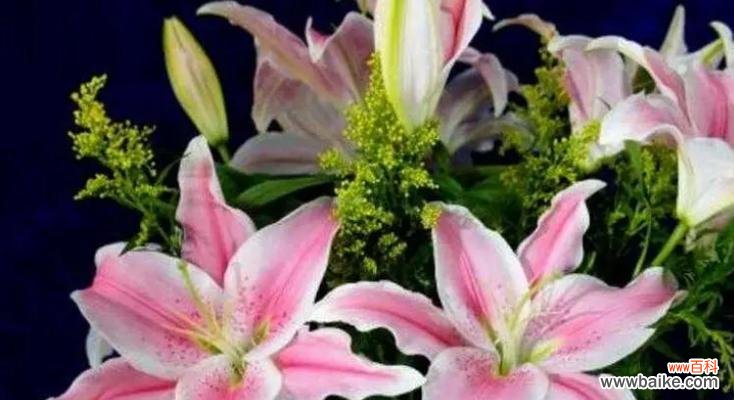 探索香水百合的开花频率与花语之谜 香水百合