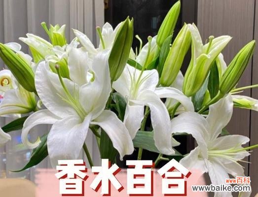 探寻百合花语,揭示纯洁与无争的真谛 百合花的纯洁与无争