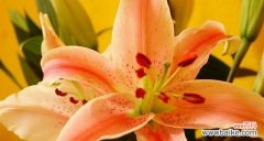 探索百合花的独特花语与象征意义 百合花的花语和寓意