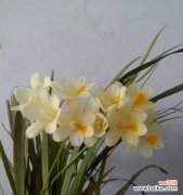 以香雪兰的花语与寓意，引发心灵的回归和自由 花开洁白如雪兰香，寓意与传说故事