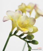 探寻香雪兰花语的内涵与象征意义 香雪兰花语与寓意