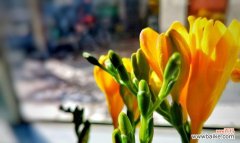 永恒的香雪兰花诉说着自然与纯洁的心声 香雪兰花的诗花语之美