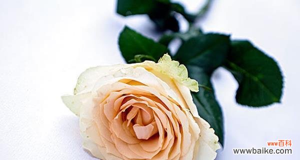 探寻香槟金玫瑰所传递的情感与寓意 香槟金玫瑰花语的深层含义