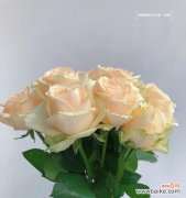 探寻香槟金玫瑰所传递的情感与寓意 香槟金玫瑰花语的深层含义