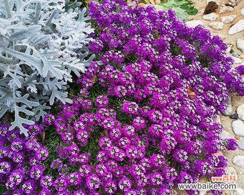 揭秘香雪球的神秘力量,解读它在人们生活中的重要作用 香雪球的花语及作用