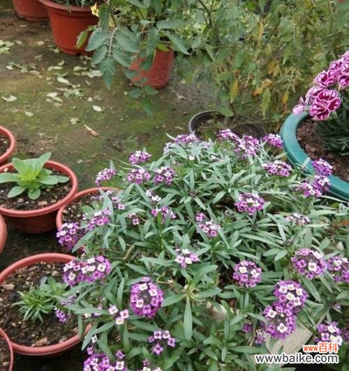 揭秘香雪球的神秘力量,解读它在人们生活中的重要作用 香雪球的花语及作用