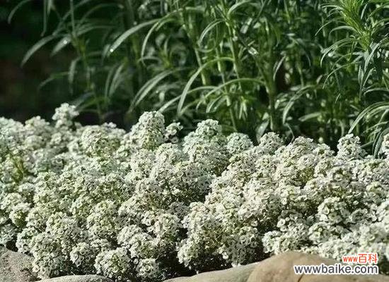 揭秘香雪球的神秘力量,解读它在人们生活中的重要作用 香雪球的花语及作用