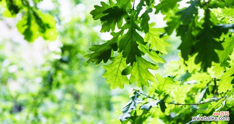 橡树花语的深刻寓意与文化象征 橡树的花语与文化含义